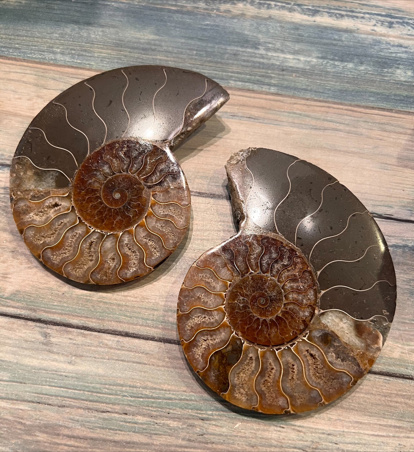 Ammonite Pair
