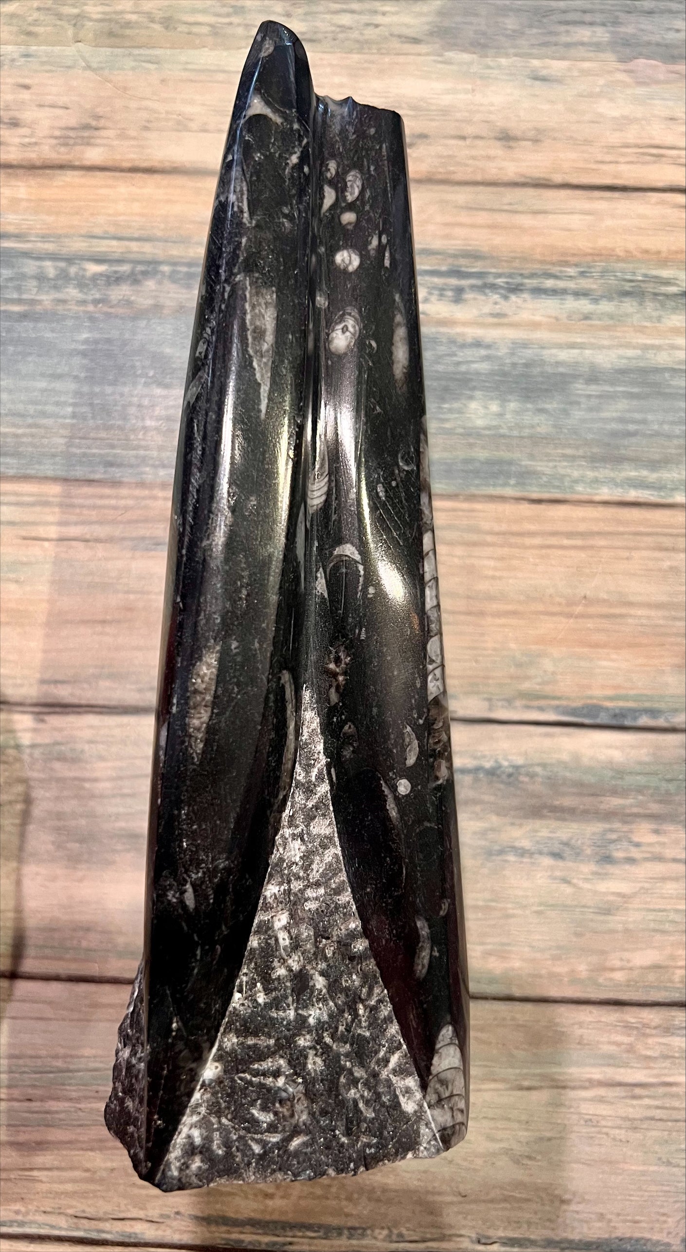 Orthoceras Fossil Sculpture
