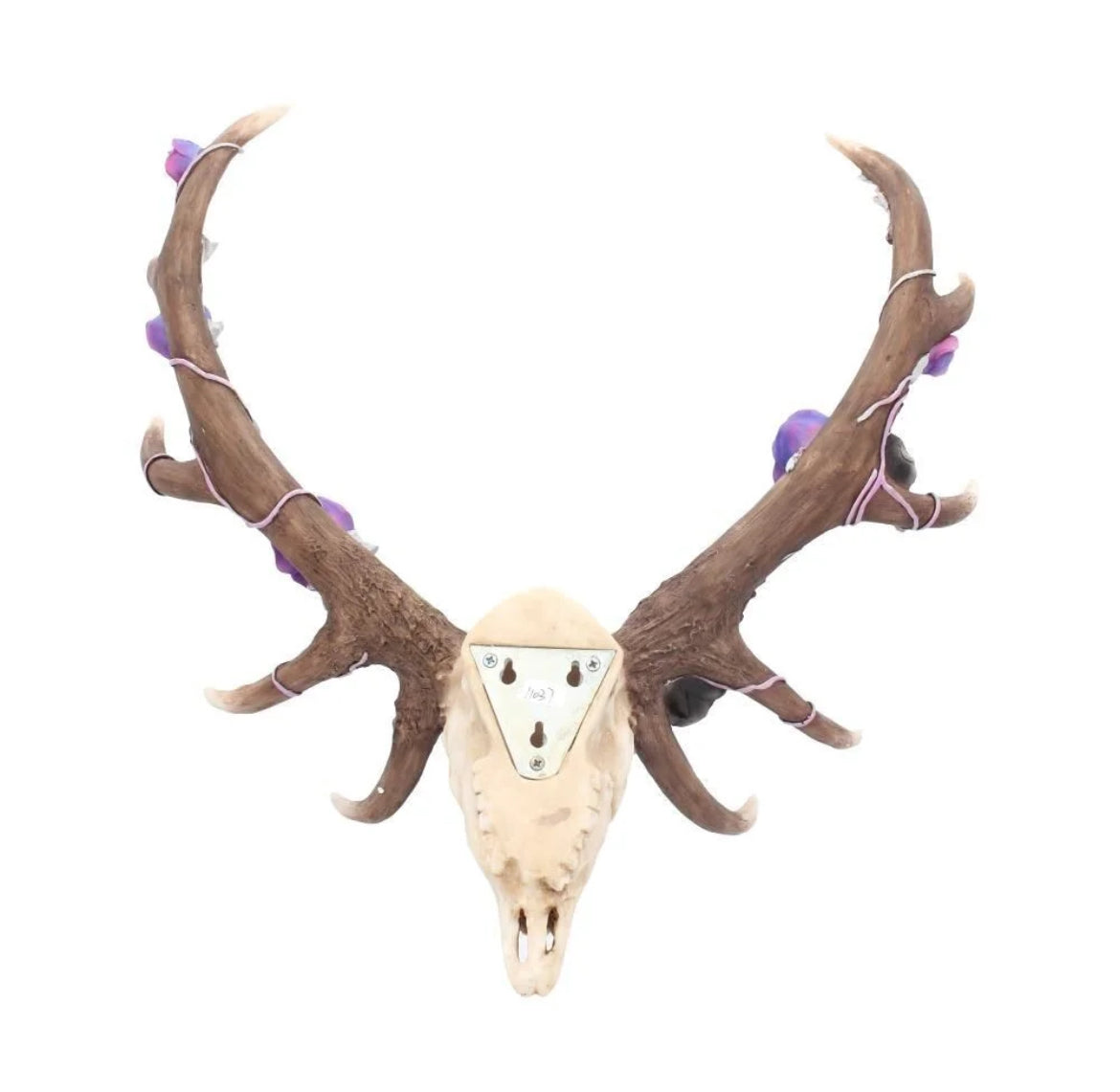 Antlers of Eden 45cm