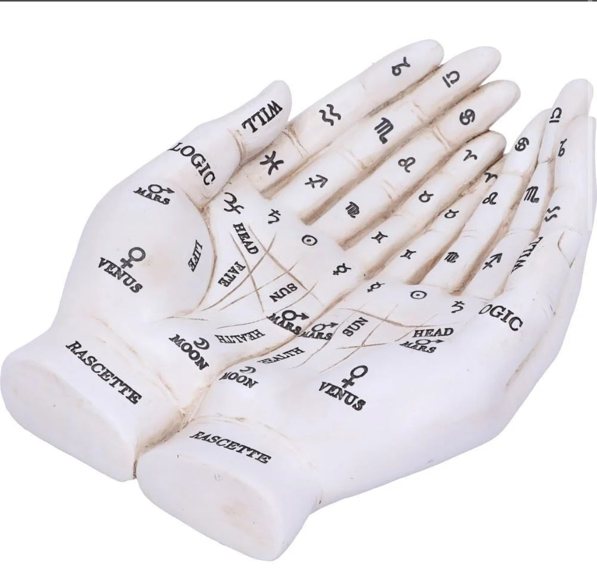 Palmists Hand White 22.3cm