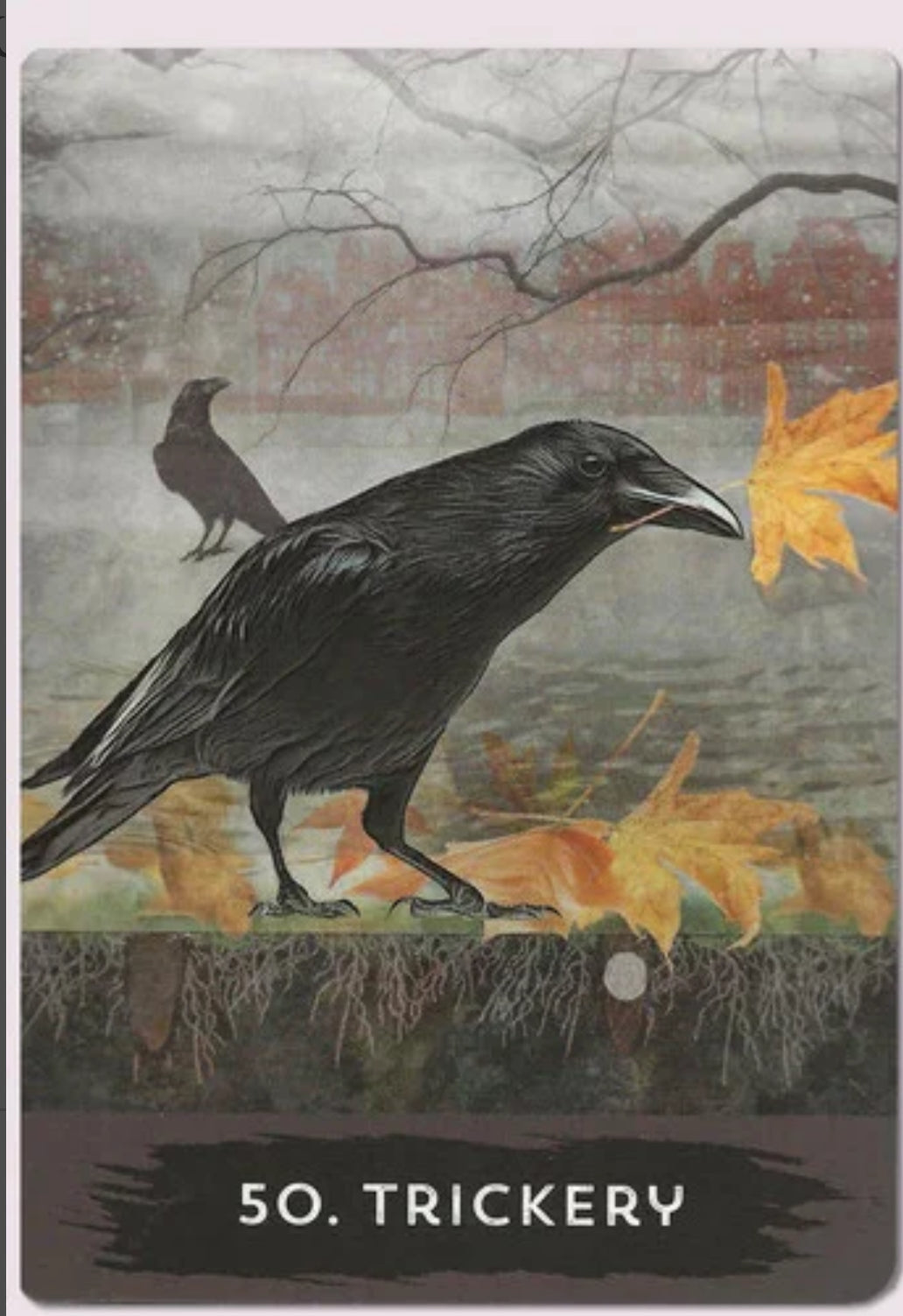 Urban Crow Oracle