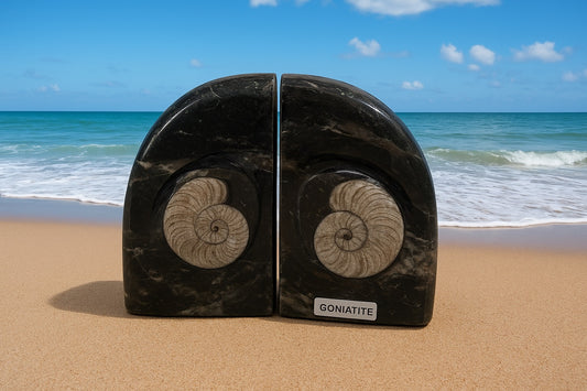 Goniatite Bookends