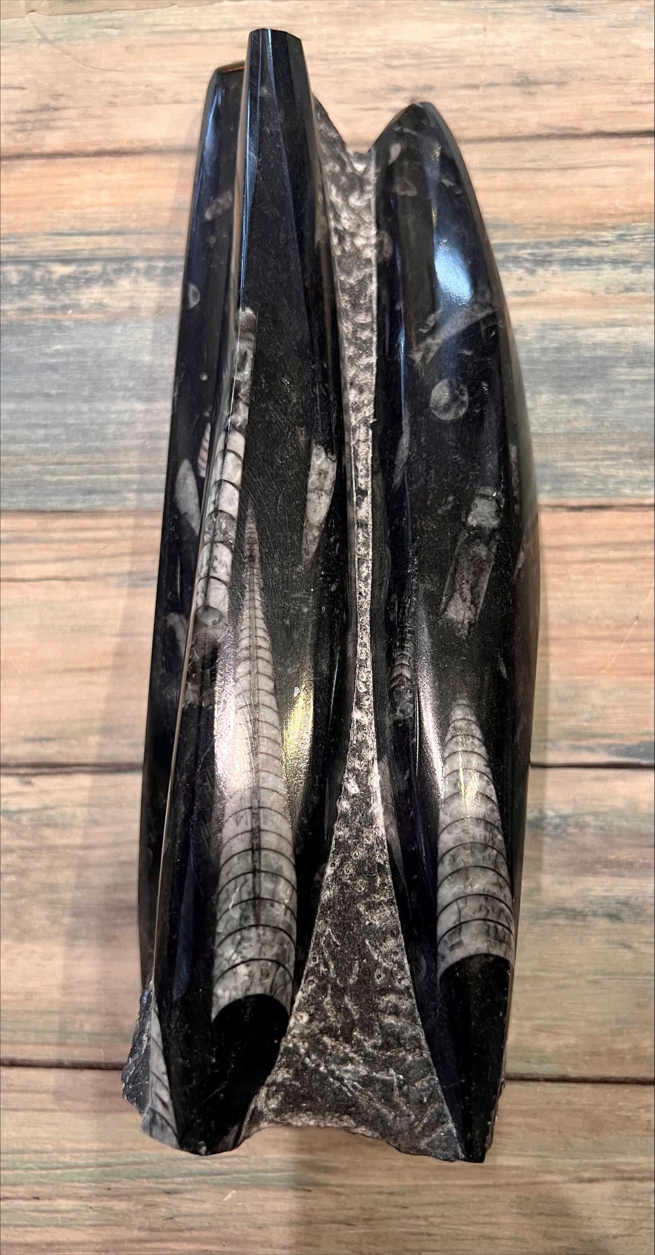 Orthoceras Fossil Sculpture