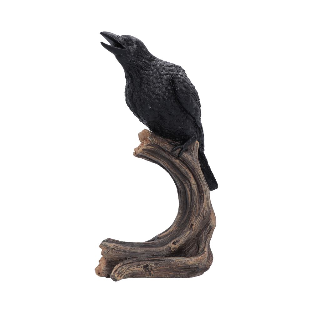 Raven's Caw 26.8cm