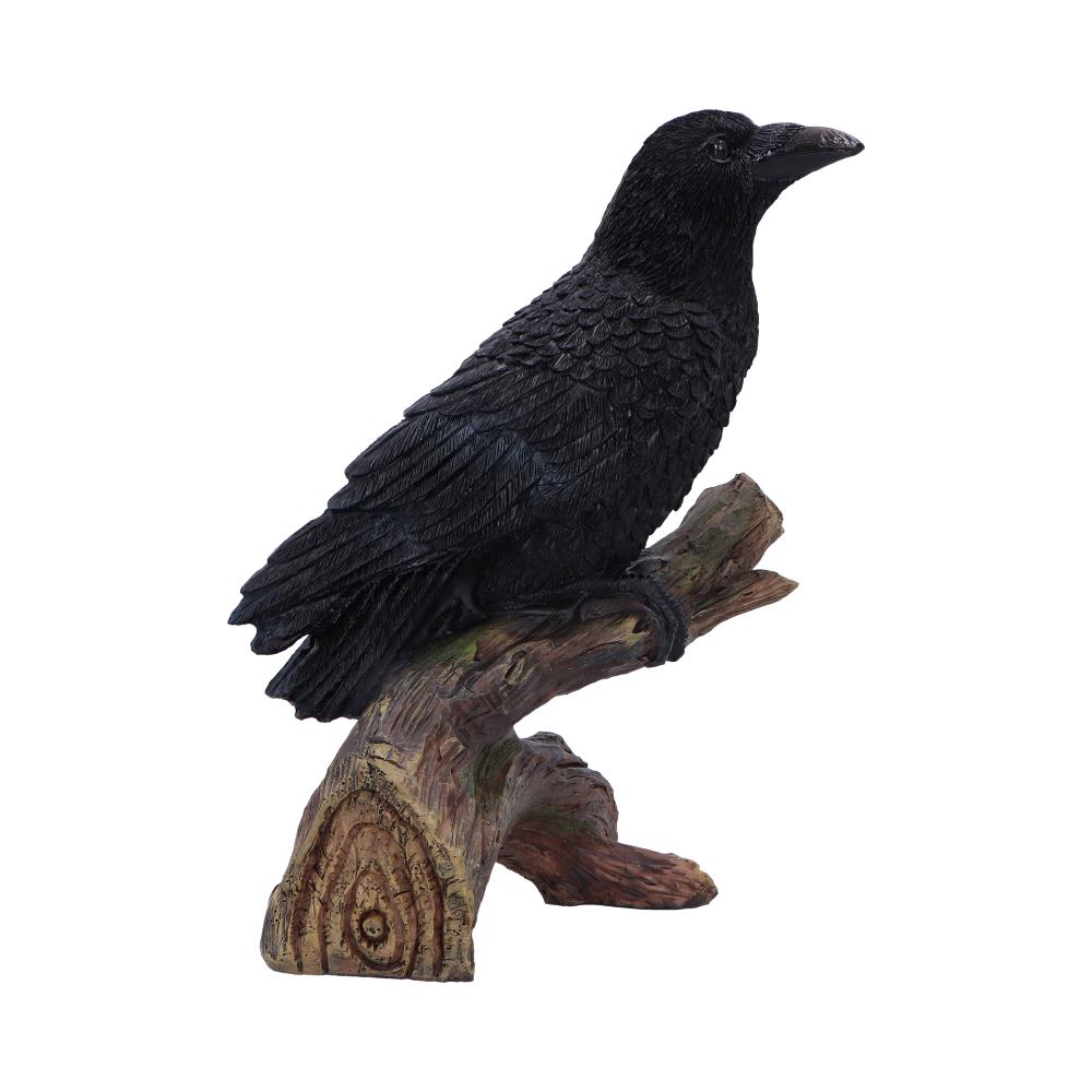 Raven's Perch 20cm