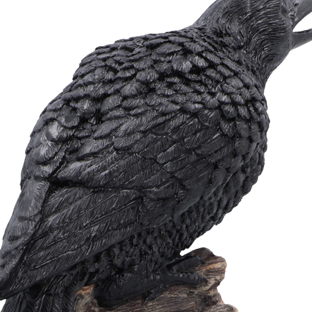 Raven's Caw 26.8cm