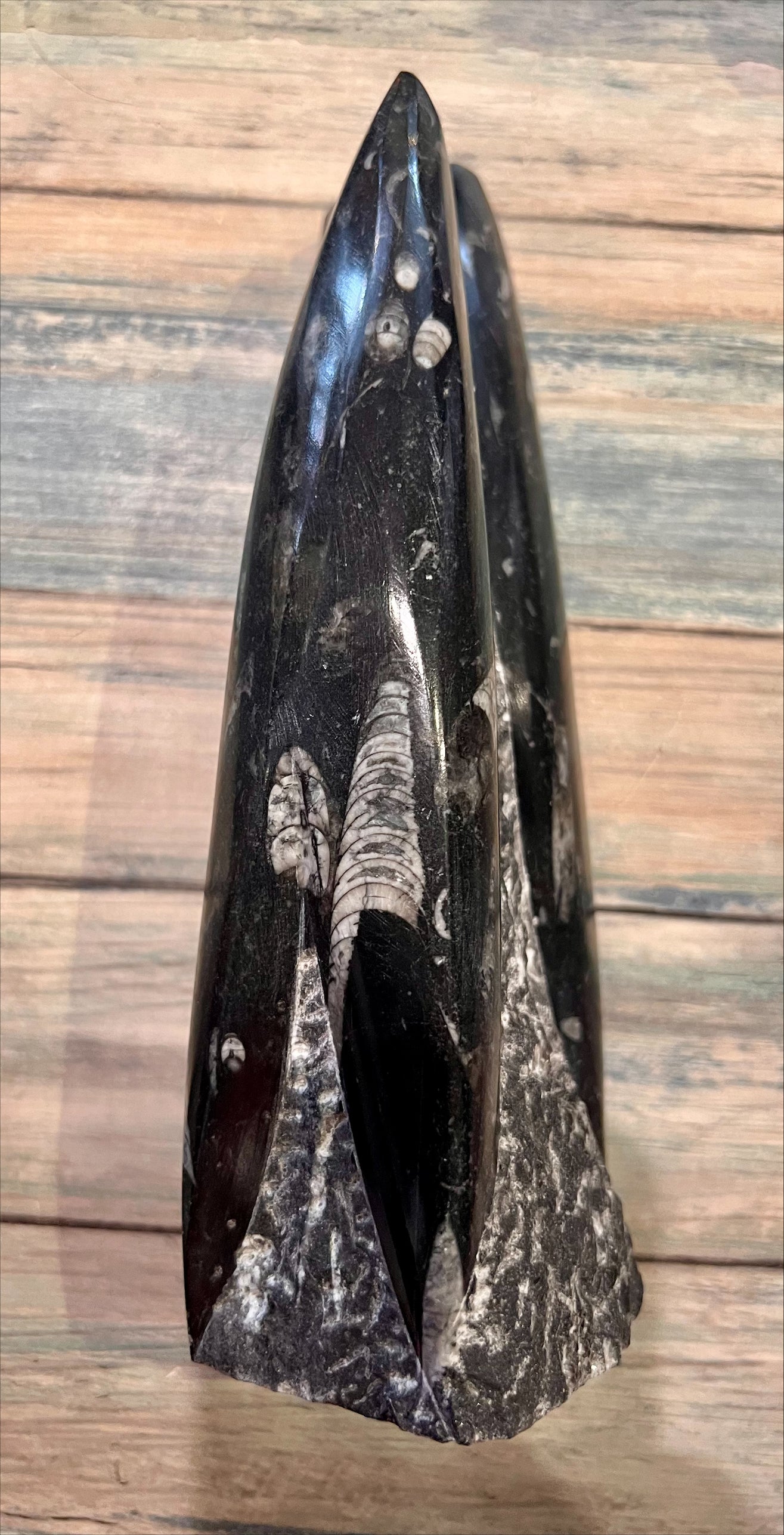 Orthoceras Fossil Sculpture