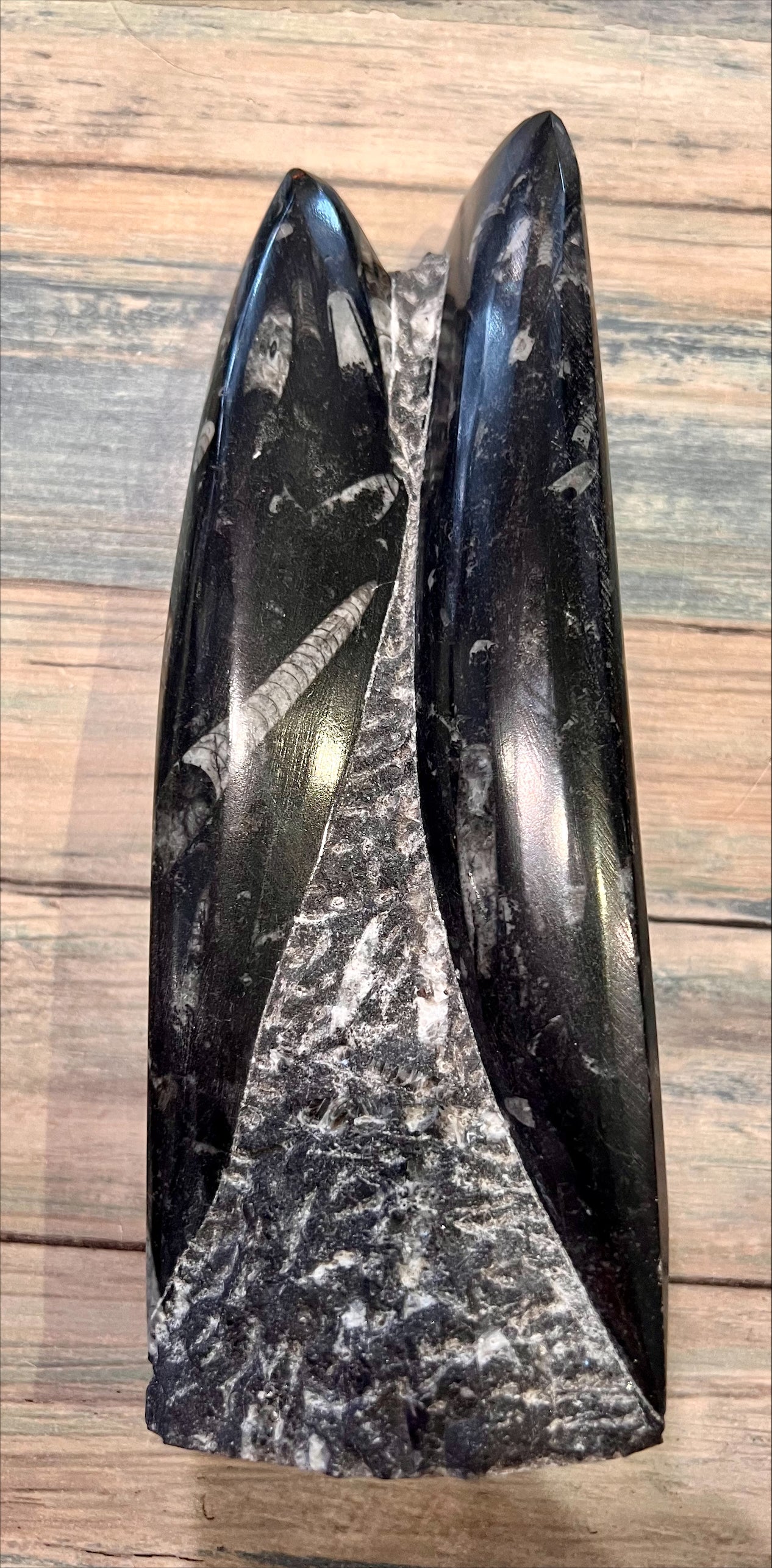 Orthoceras Fossil Sculpture