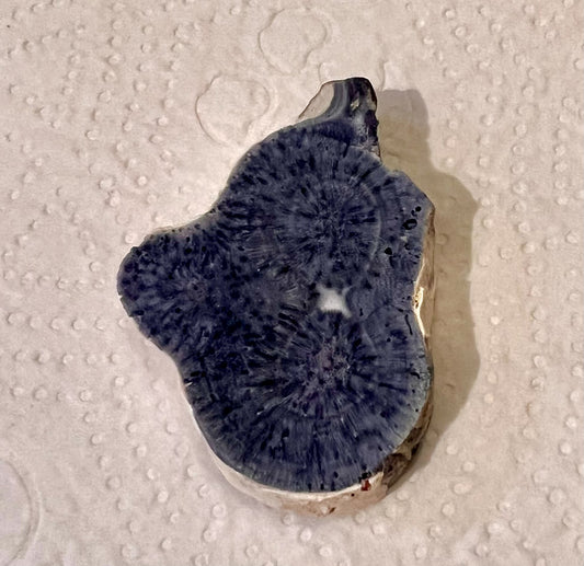 Blue Fossil Stone
