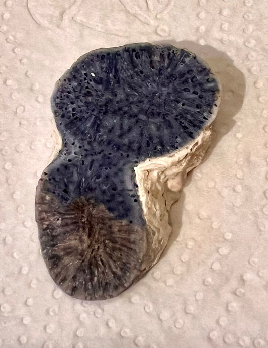 Blue Fossil Stone