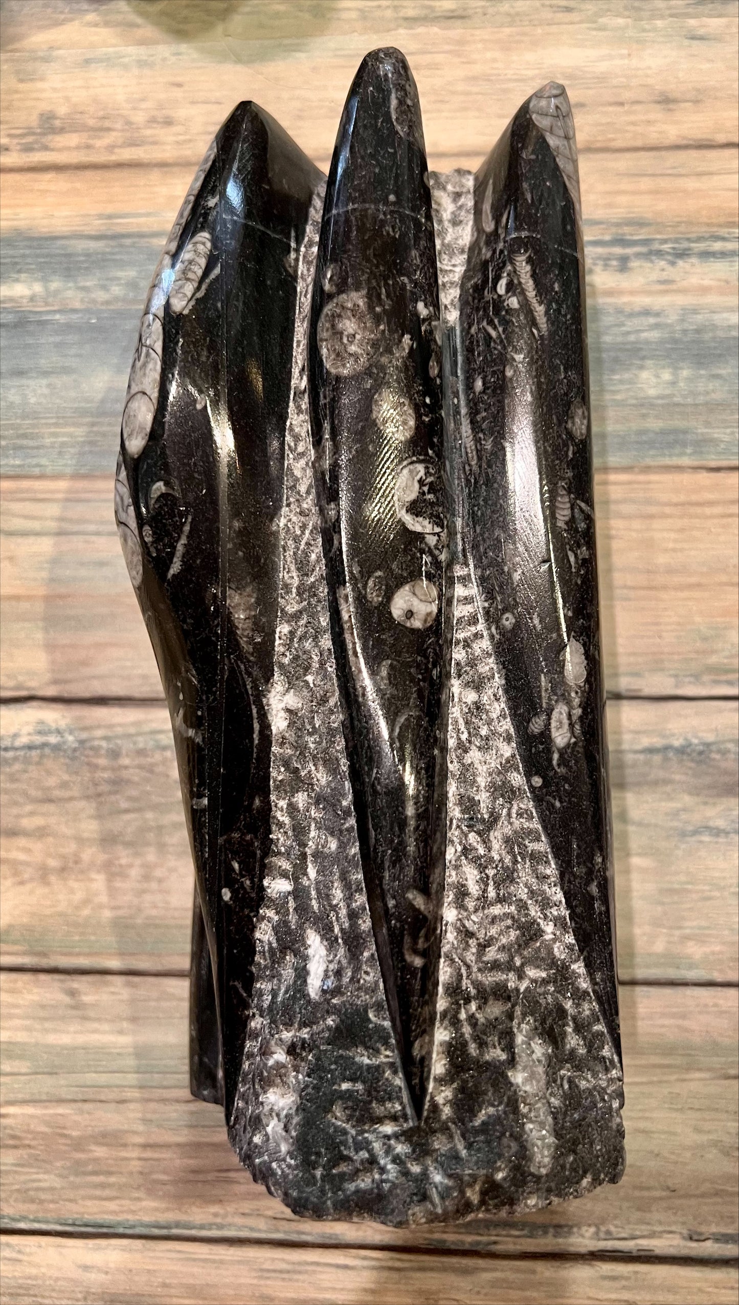 Orthoceras Fossil Sculpture
