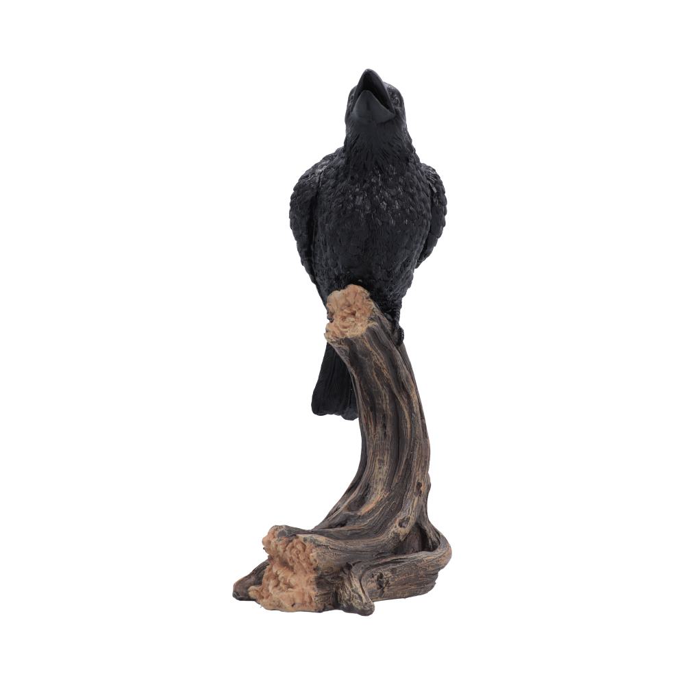 Raven's Caw 26.8cm