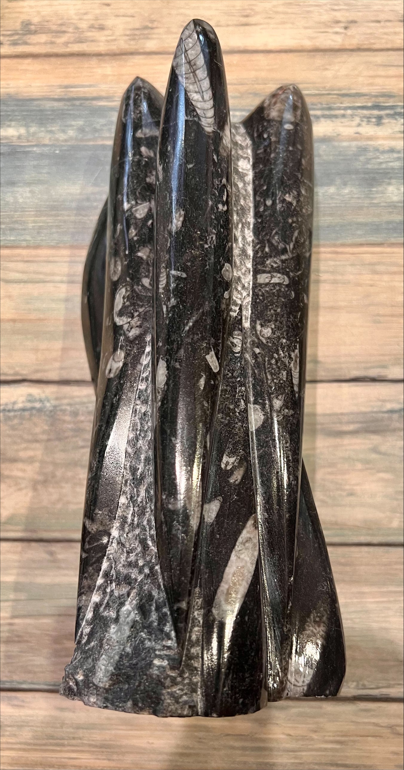 Orthoceras Fossil Sculpture