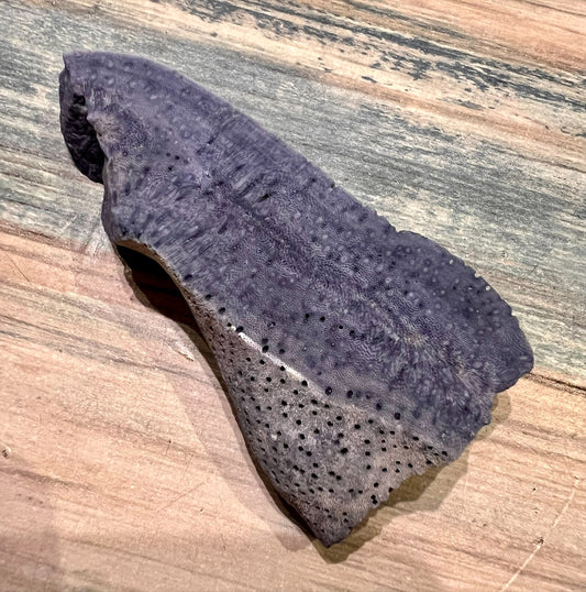 Blue Fossil Stone