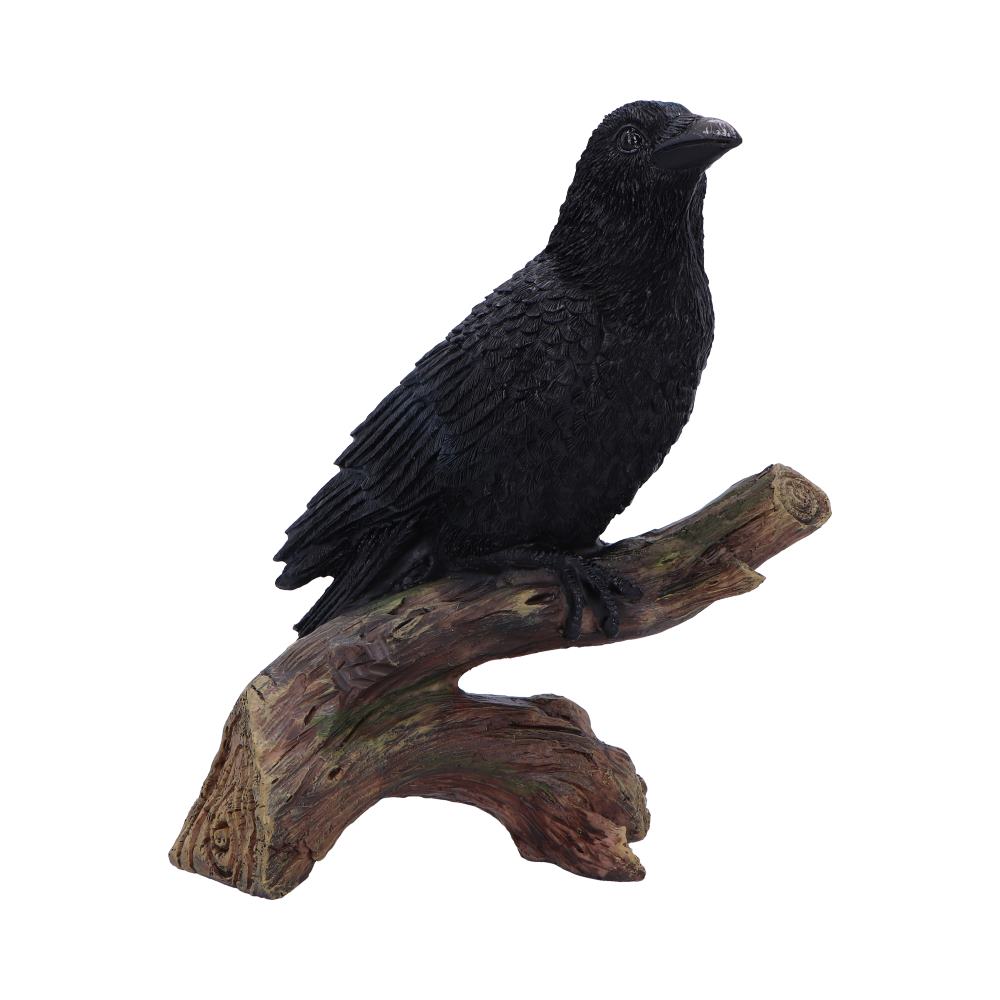 Raven's Perch 20cm