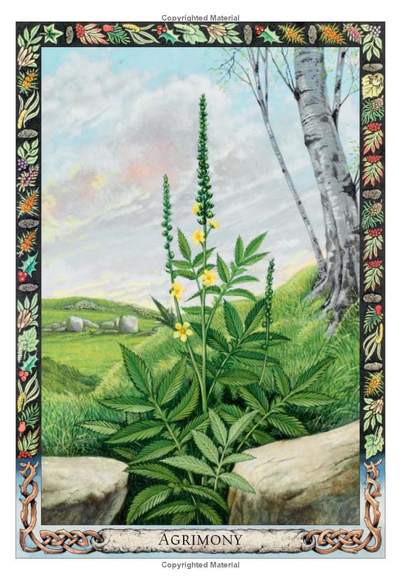 Druid Plant Oracle