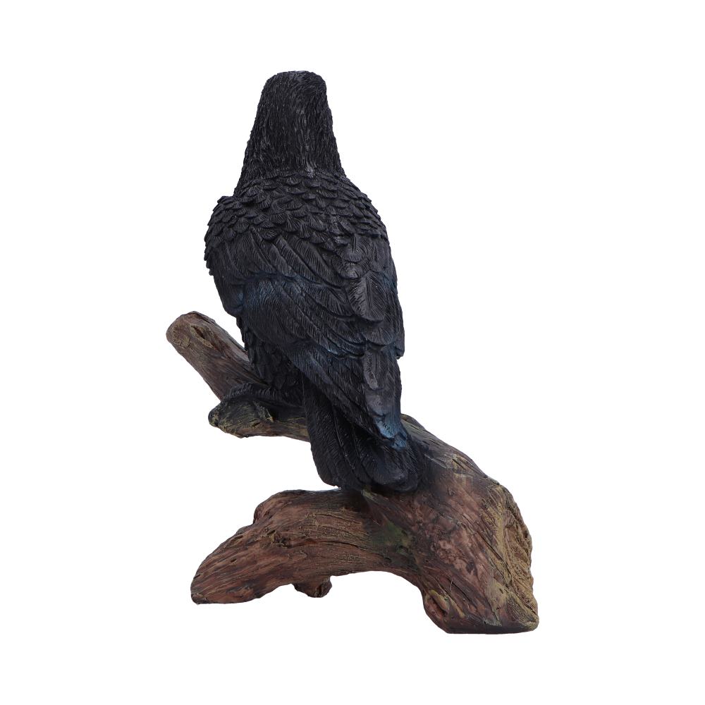 Raven's Perch 20cm