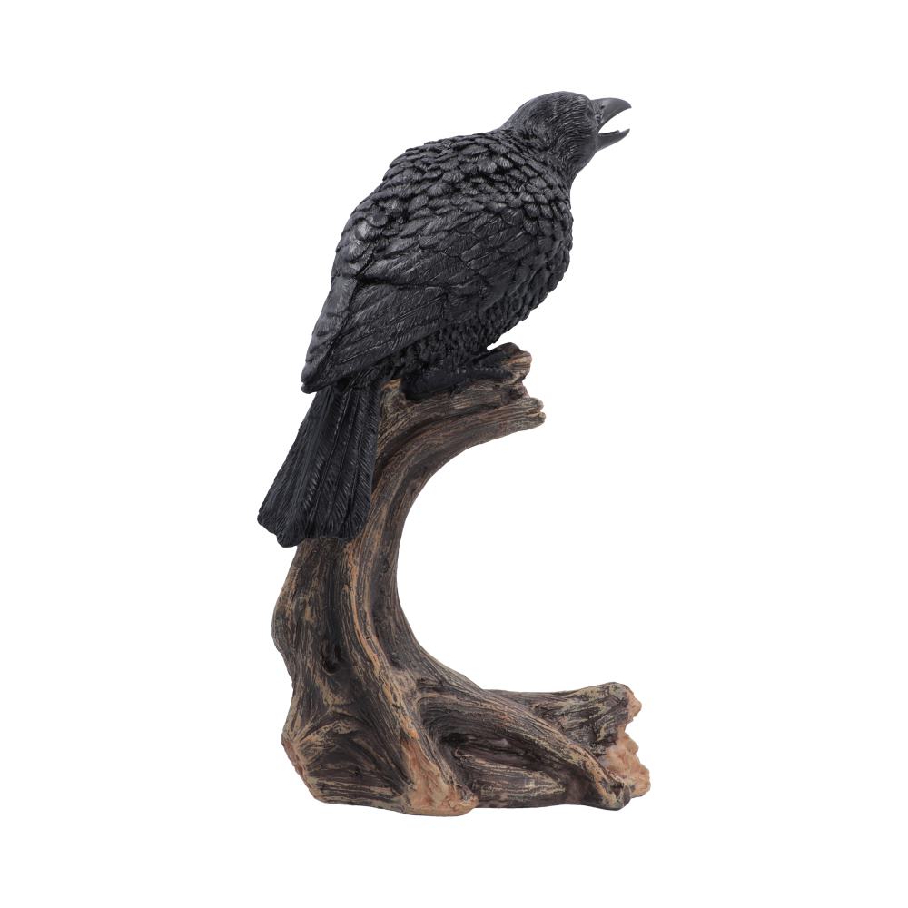 Raven's Caw 26.8cm