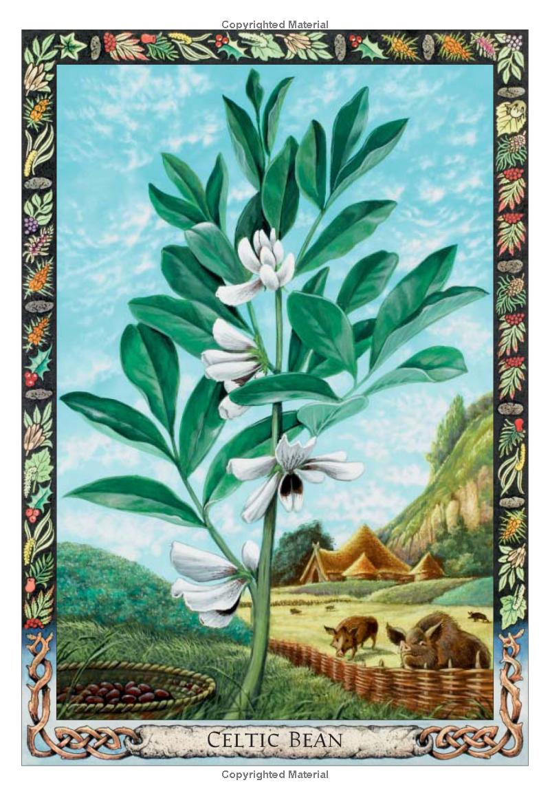 Druid Plant Oracle