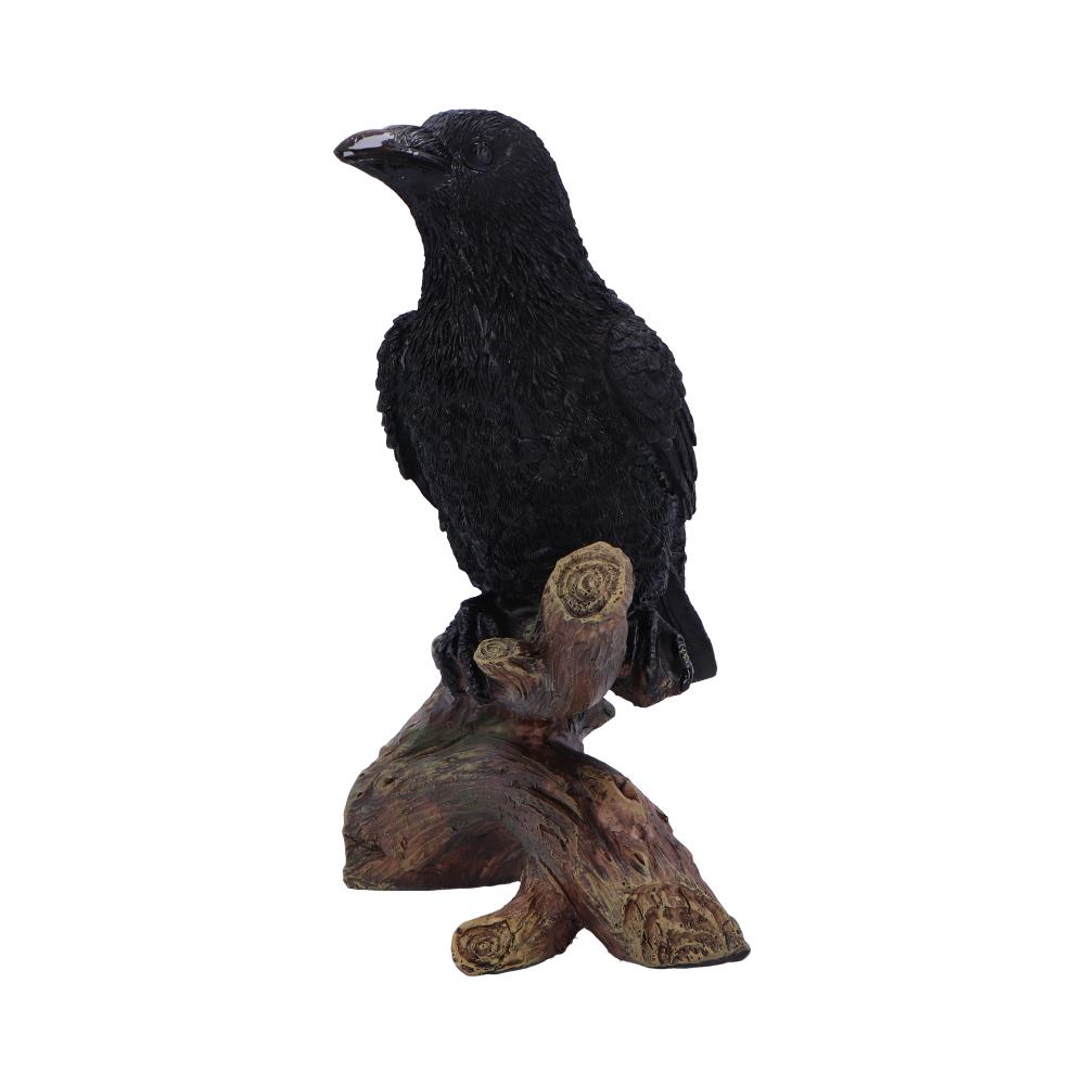 Raven's Perch 20cm