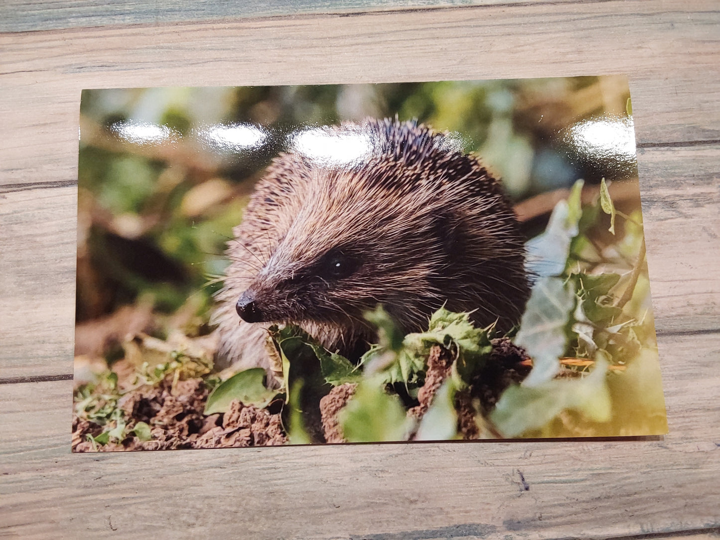 Sending you hedge hugs greeting card