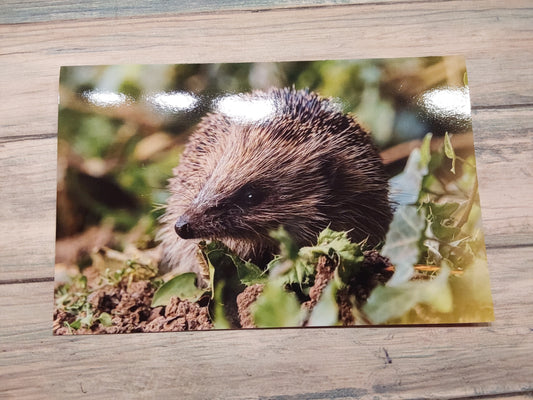 Sending you hedge hugs greeting card