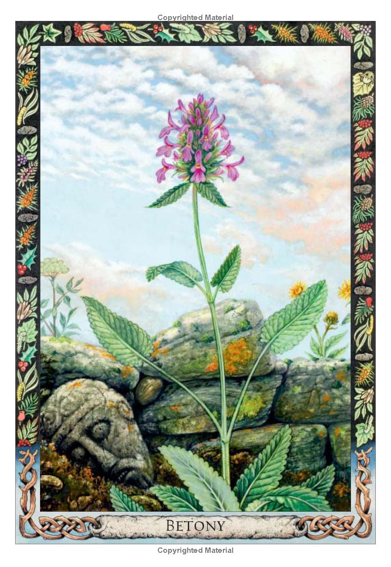 Druid Plant Oracle
