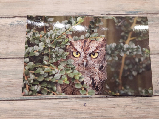 I see you