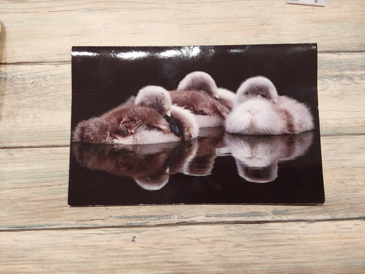 Cygnets resting