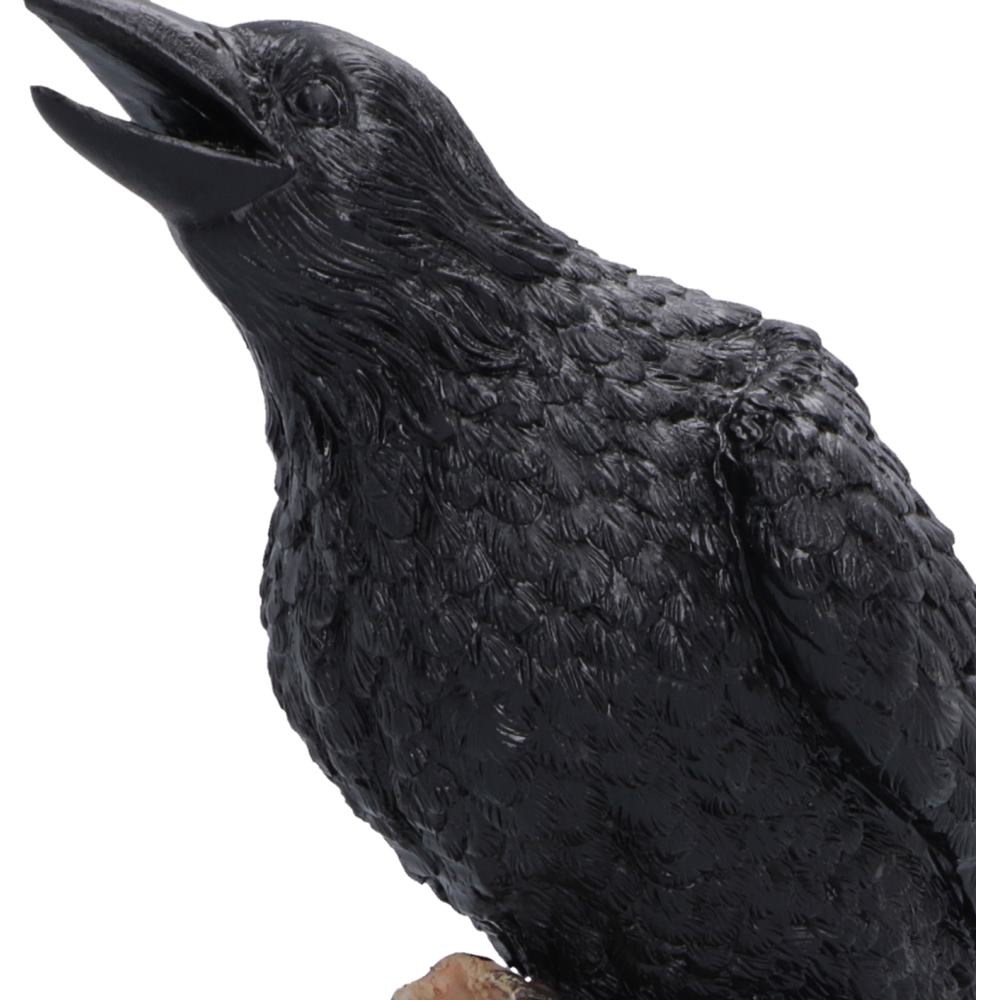 Raven's Caw 26.8cm