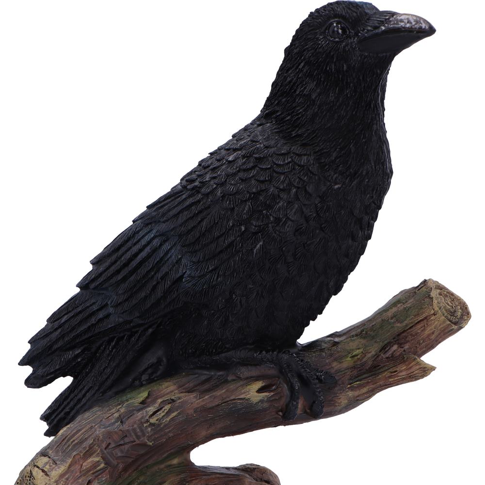 Raven's Perch 20cm