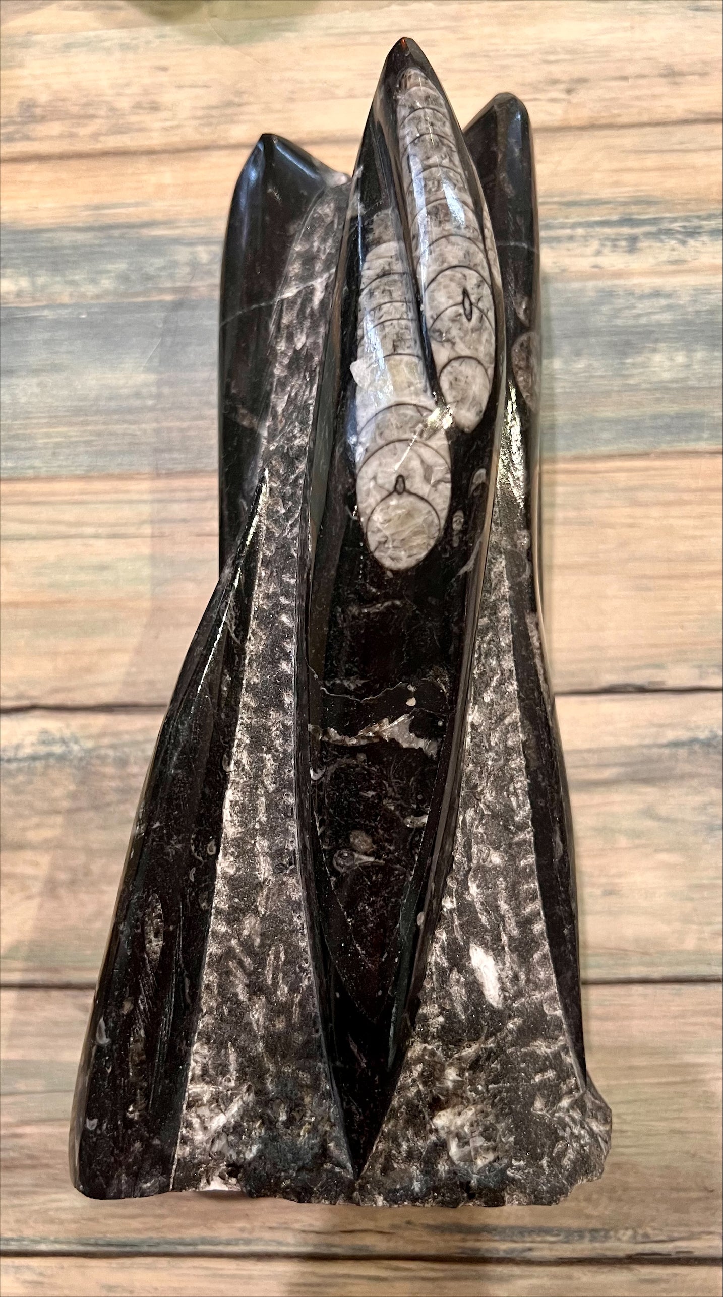 Orthoceras Fossil Sculpture